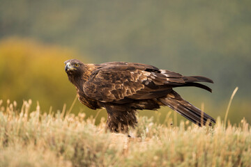 Aguila real )Aquila chrysaetos, Sierra de Guadarrama, Madrid, España