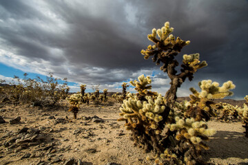 Cholla Cactus Garden in Joshua Tree National Park, California