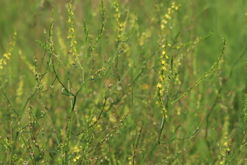 Wild flowers close up
