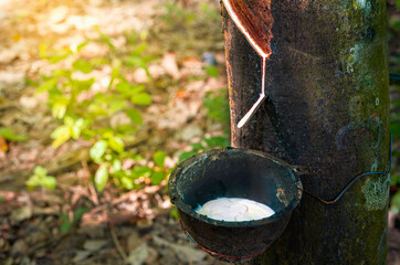 White sap flowing from the grooved rubber tree flows into a black bowl full of latex and has a beautiful soft orange light background, Tapping latex rubber tree, Milk of rubber tree