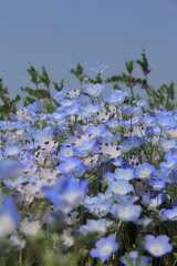 愛媛県フラワーパーク大洲　ネモフィラ
