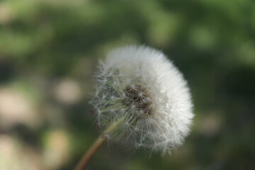 Dandelion with white down close up