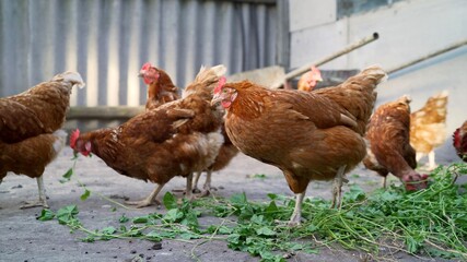Brown chickens on the farm. Domesticated chickens in the barn.