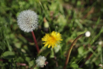 Dandelion with white down close up