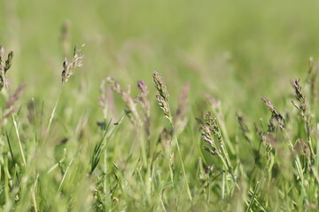 Close up of grass