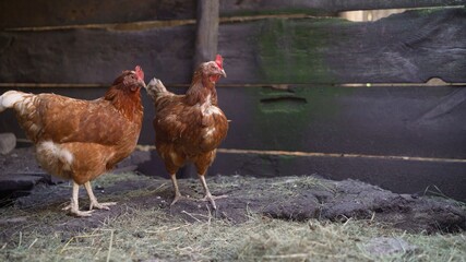 Brown chickens on the farm. Domesticated chickens in the barn.