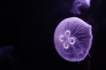 Moon jelly,aurelia aurita in aquarium in Tokyo, Japan.  jelly fish.