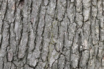 Wood surface texture, close shot