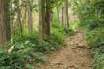 path in the forest at  Namtok Samlan National Park in Saraburi Thailand.Selective focus