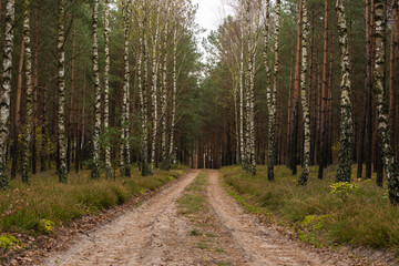 Birch trees grow in forest