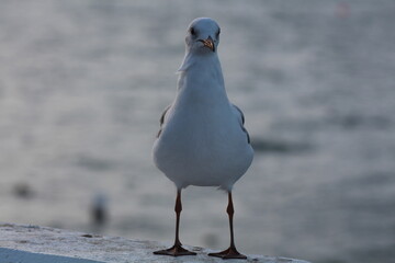 seagull on the beach