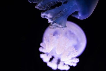 Jelly blubber, Catostylus mosaicus in aquarium in Tokyo, Japan. Jellyfish.