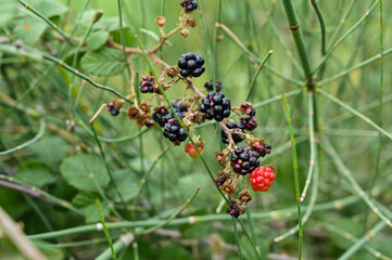 A branch of wild blackberries