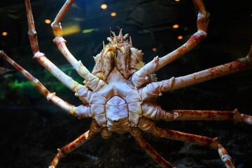 Japanese spider crab in aquarium in Tokyo, Japan. 