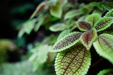 Pilea moon valley, green grass in botanical garden in Tokyo, Japan.