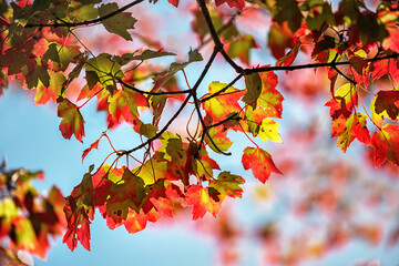 Autumn yellow red maple leaves on a blurred forest background, very shallow focus. Colorful foliage in the autumn park. Excellent background on the theme of autumn. 