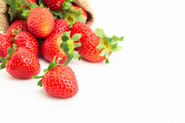 Strawberries in burlap sack isolated on white background, garden summer fruit, strawberry, copy space ( Fragaria )