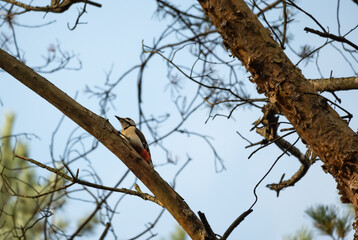 the great woodpecker sits on a branch