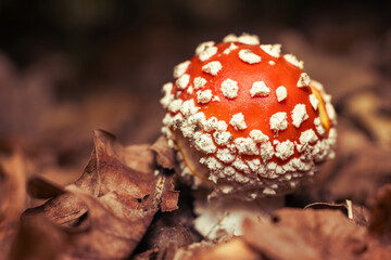 Amanita mushroom in the autumn forest among fallen leaves