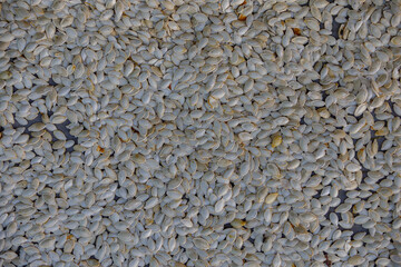 watermelon seeds dry in the sun, many seeds