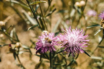 Insect on a flower