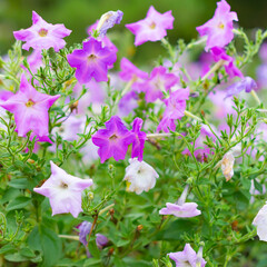 flowers in the garden