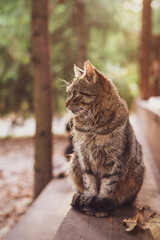 Portrait of brown striped cat sitting on wooden steps in autumn morning