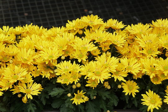 Beautiful yellow chrysanthemum flowers at full bloom