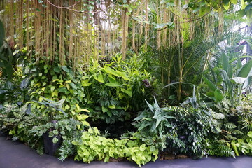 Variety of tropical green plants and trees by a pond