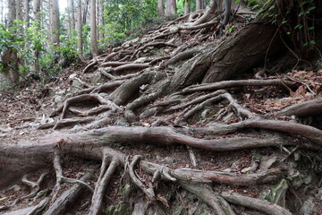 登山道の木の根