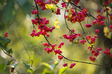 background of twigs with pink flowers