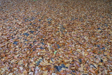 Fallen dry leaves on the ground during autumn