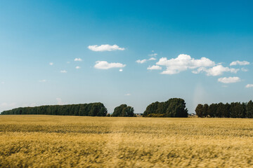 electric towers in the middle of a field on a sunny day in summer