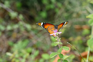 Beautiful orange monarch butterfly with green background