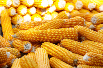 ripe yellow corn dries in the sun, a lot of corn