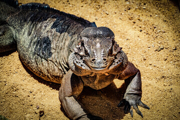 ジャングルを歩くコモドオオトカゲ（シンガポール）