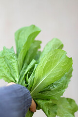 Unrecognizable person holding fresh lettuce, picked from the garden. Selective focus.