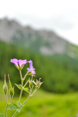 Kwiat na łące w górach 