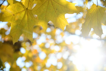 Yellow and orange leaves of maple in the sunny light on a background blue sky