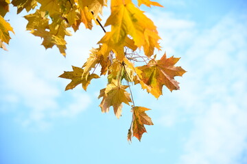 Yellow and orange leaves of maple in the sunny light on a background blue sky