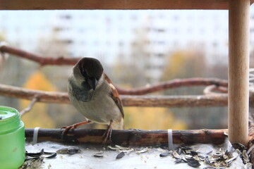 Fototapeta premium Sparrow