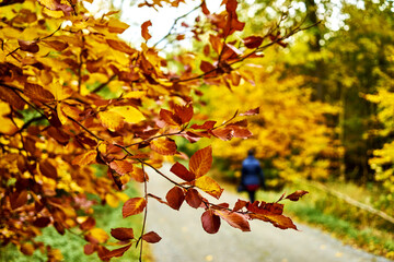 Brown and orange discolored leaves in autumn on a branch that rises above a path where a walker can be seen out of focus.