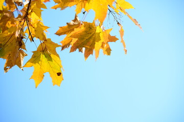 Yellow and orange leaves of maple in the sunny light on a background blue sky