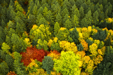 Naklejka premium Brightly colored trees in an autumnal forest, aerial view