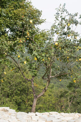 Ripe yellow quince hanging in the tree.