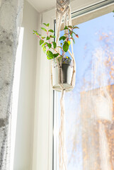 Close up handmade macrame for flowers, hanging near the window. Indoor plants, a hobby, love of plants. Home decoration concept.