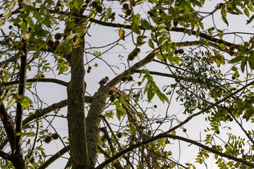 The spotted woodpecker is on a branch in the crown of a tree.