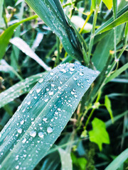 water droplets on green leaf of plant close up