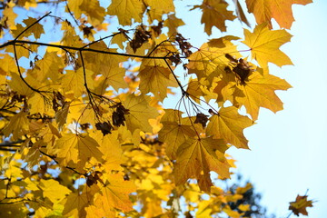 Fototapeta na wymiar Yellow and orange leaves of maple in the sunny light on a background blue sky