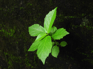 Green leaves on a wall